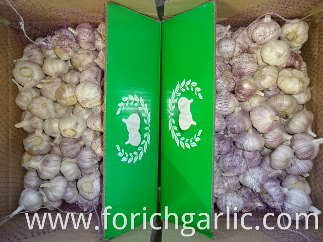 Fresh Normal Garlic High Quality 2019